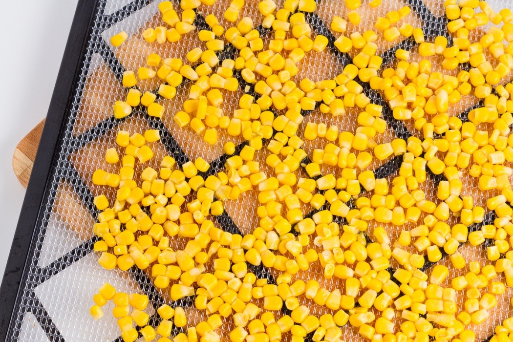 If using frozen corn, it can be placed directly in the dehydrator without thawing yellow corn on a dehydrator scale