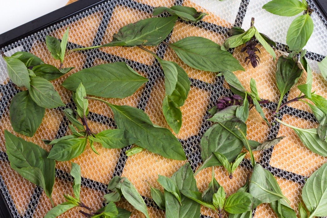 thai basil spread on an Excalibur dehydrator trail