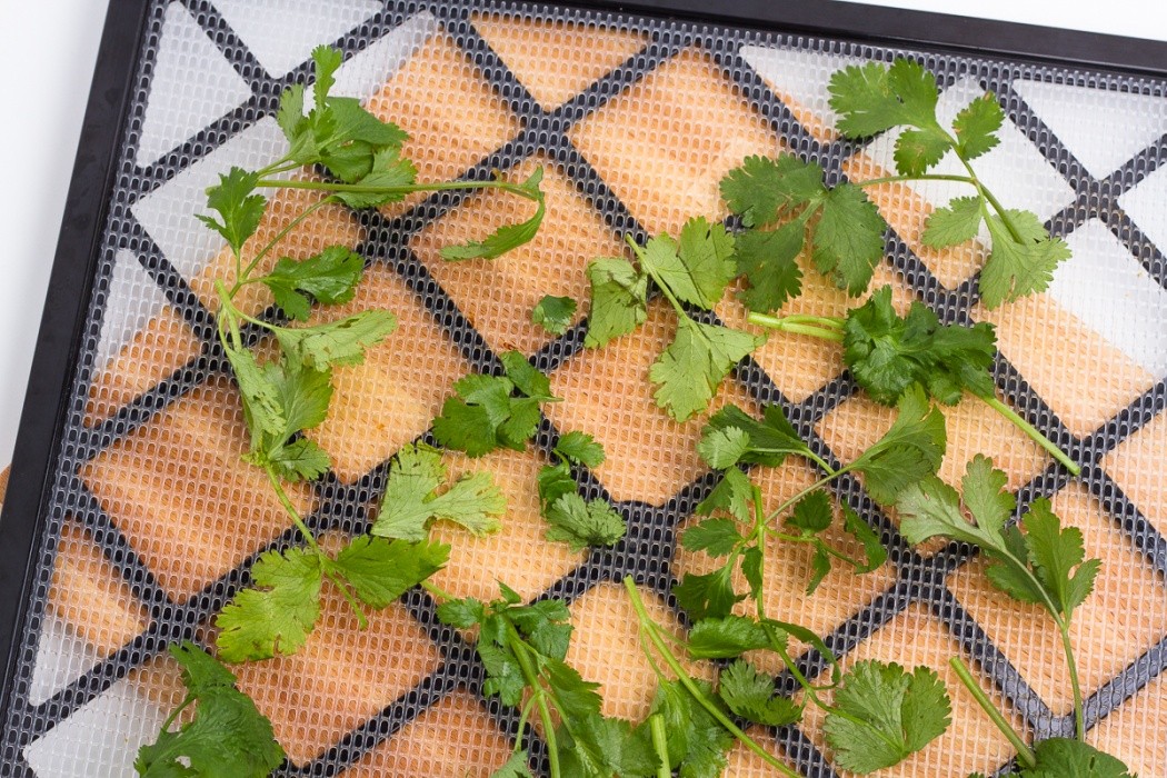 cilantro spread on a dehydrator tray